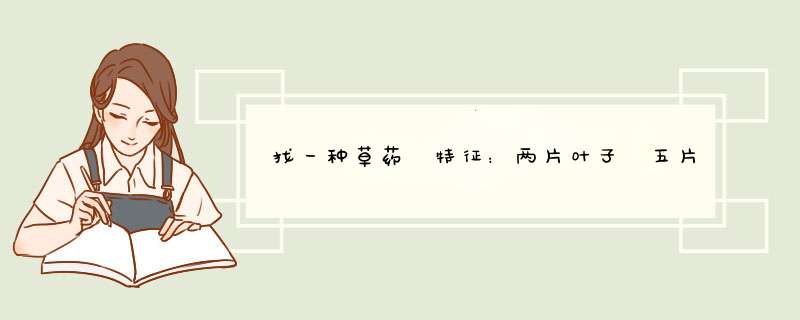 找一种草药 特征：两片叶子 五片花瓣 三种颜色 紫色 黄色 红色 七八公分高 身上带有蓝色花纹,第1张